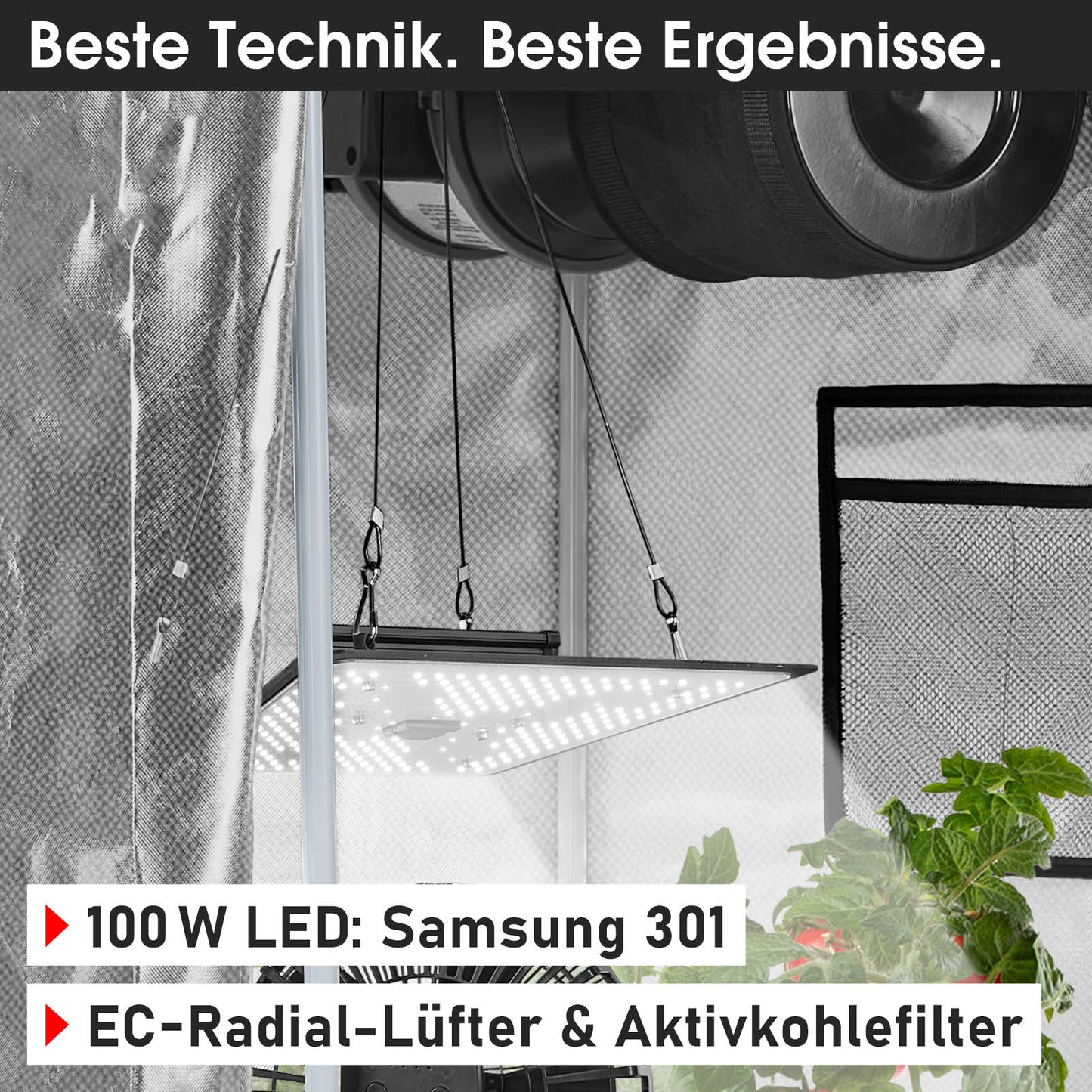 Weißes LED-Wachstumslicht hängt in reflektierendem Anzuchtzelt mit grünen Pflanzen darunter.