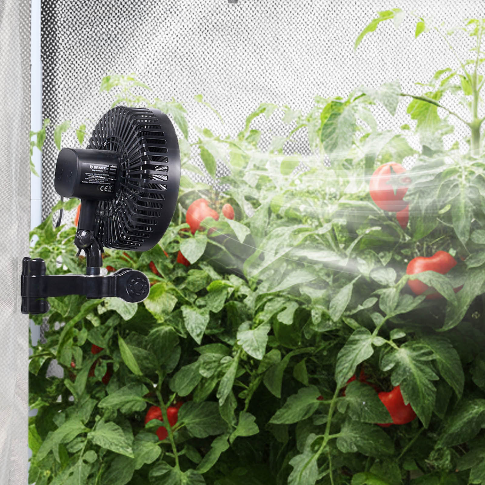 Kleiner schwarzer Ventilator an Metallzeltrahmen mit grünem, reifem Paprikapflanzen im BRST GrowCube XL.